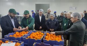 Región de Coquimbo exportará uva de mesa a Estados Unidos bajo nuevo protocolo de inspección de fruta.