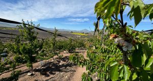 Productores de cerezos calibran cultivos con miras a exportaciones en octubre.