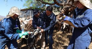 Inician programa de desparasitación de ganado caprino regional con animales que suben a veranadas en San Juan.